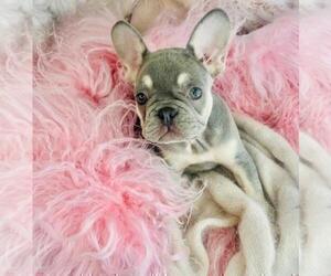 French Bulldog Puppy for sale in FORT LAUDERDALE, FL, USA
