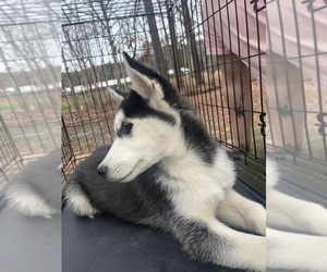 Siberian Husky Puppy for sale in GREENSBORO, NC, USA