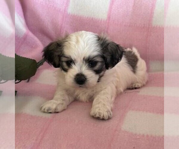 Medium Photo #1 Zuchon Puppy For Sale in ARTHUR, IL, USA