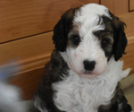 Small Photo #3 Miniature Bernedoodle Puppy For Sale in URBANA, IL, USA