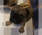 Puppy Teddy French Bulldog