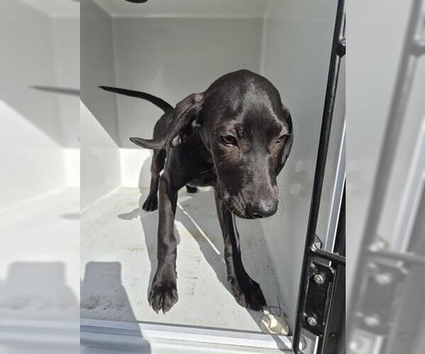 Medium Photo #1 Labrador Retriever-Unknown Mix Puppy For Sale in Houston, TX, USA