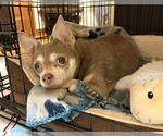 Small #3 Chihuahua Mix