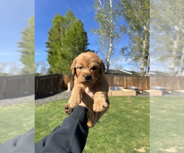 Medium Photo #21 Australian Labradoodle Puppy For Sale in STAR, ID, USA
