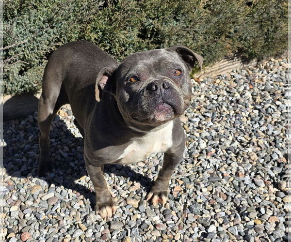 Medium Photo #2 American Staffordshire Terrier-Bulldog Mix Puppy For Sale in Albuquerque, NM, USA