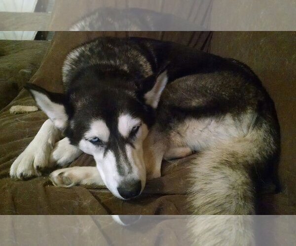 Medium Photo #4 Siberian Husky Puppy For Sale in Randleman , NM, USA