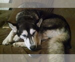Small #3 Siberian Husky