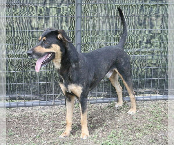 Medium Photo #4 Mutt Puppy For Sale in Abbeville, LA, USA