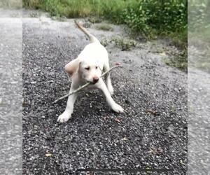 Labrador Retriever Puppy for sale in TAMPA, FL, USA