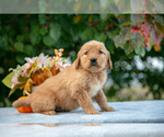 Puppy Naomi Golden Retriever