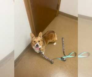 Mother of the Pembroke Welsh Corgi puppies born on 08/15/2025