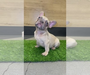 French Bulldog Puppy for sale in WASHINGTON, DC, USA