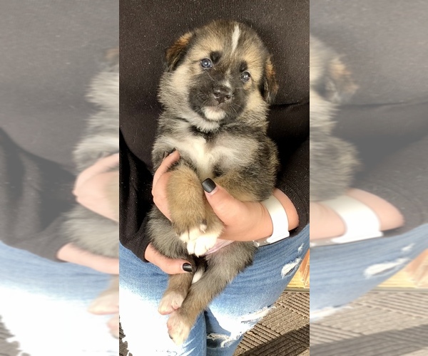 Medium Photo #8 German Shepherd Dog-Siberian Husky Mix Puppy For Sale in COTTONTOWN, TN, USA