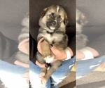 Small Photo #8 German Shepherd Dog-Siberian Husky Mix Puppy For Sale in COTTONTOWN, TN, USA