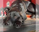 Small #1 Mutt