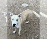 Small #3 Carolina Dog-Siberian Husky Mix