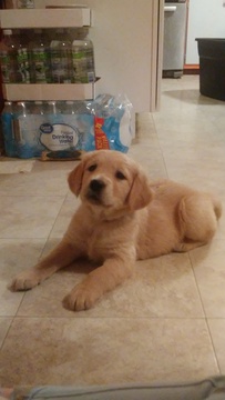 Medium Photo #1 Golden Retriever Puppy For Sale in FERRUM, VA, USA