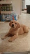Small Photo #1 Golden Retriever Puppy For Sale in FERRUM, VA, USA