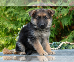 Small Photo #12 German Shepherd Dog Puppy For Sale in BREMEN, IN, USA