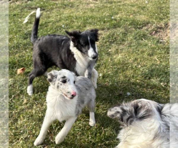 Medium Photo #1 Shetland Sheepdog Puppy For Sale in KEWAUNEE, WI, USA