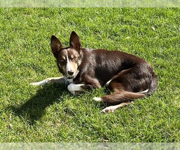 Medium Photo #34 Border Collie Puppy For Sale in Highland, IL, USA
