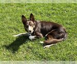 Small #33 Border Collie