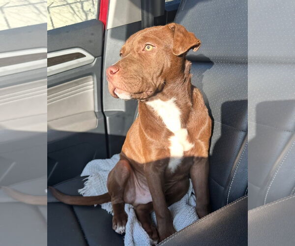 Medium Photo #2 American Pit Bull Terrier-Unknown Mix Puppy For Sale in Germantown, OH, USA