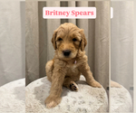 Puppy Britney Spears Goldendoodle