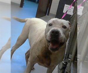 American Pit Bull Terrier Dogs for adoption in Fayetteville, NC, USA