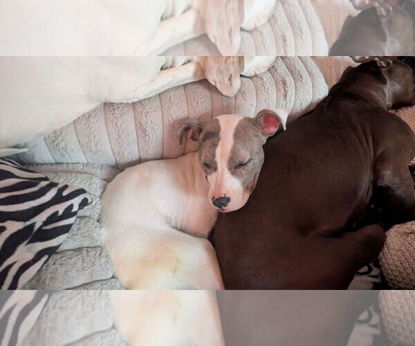 Medium Photo #3 American Pit Bull Terrier-Unknown Mix Puppy For Sale in Germantown, OH, USA