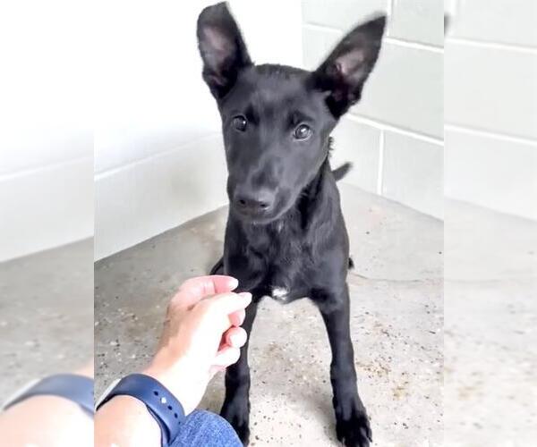 Medium Photo #2 German Shepherd Dog-Unknown Mix Puppy For Sale in Houston, TX, USA