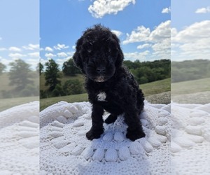 Poodle (Standard) Puppy for sale in WILLIAMSTOWN, KY, USA