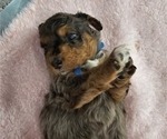 Small Photo #3 Aussiedoodle Miniature  Puppy For Sale in DALTON, GA, USA