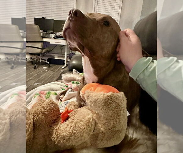 Medium Photo #6 Labrador Retriever-Unknown Mix Puppy For Sale in Ball Ground, GA, USA