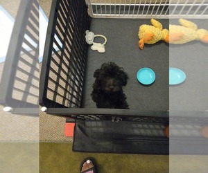 Morkie-Poodle (Toy) Mix Puppy for sale in JAMAICA, NY, USA