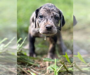 Great Dane-Redbone Coonhound Mix Dogs for adoption in Forest, VA, USA