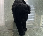 Small #7 Cavapoo-Poodle (Toy) Mix