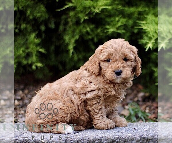 Medium Photo #4 Goldendoodle (Miniature) Puppy For Sale in KINZERS, PA, USA