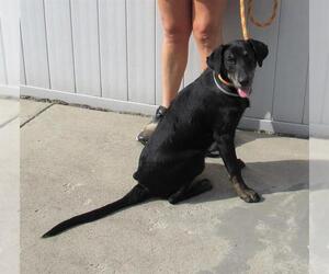 Labrador Retriever-Unknown Mix Dogs for adoption in Louisville, KY, USA