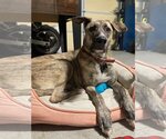 Small Photo #4 German Shepherd Dog-Greyhound Mix Puppy For Sale in Atlanta, GA, USA