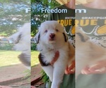 Puppy Freedom Miniature Australian Shepherd