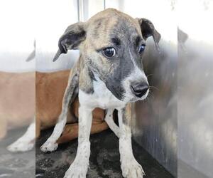 Labrador Retriever-Unknown Mix Dogs for adoption in San Antonio, TX, USA