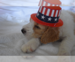 Small Photo #37 Poodle (Standard) Puppy For Sale in INDEPENDENCE, MO, USA
