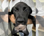 Small Great Pyrenees-Rottweiler Mix