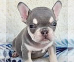 Small Photo #5 French Bulldog Puppy For Sale in HESPERIA, CA, USA