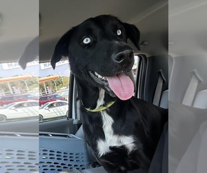 Labrador Retriever-Unknown Mix Dogs for adoption in Columbus, IN, USA