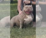 Small Photo #1 American Bully Puppy For Sale in CORBIN, KY, USA