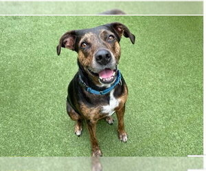 German Shorthaired Pointer-Unknown Mix Dogs for adoption in Fort Lauderdale, FL, USA