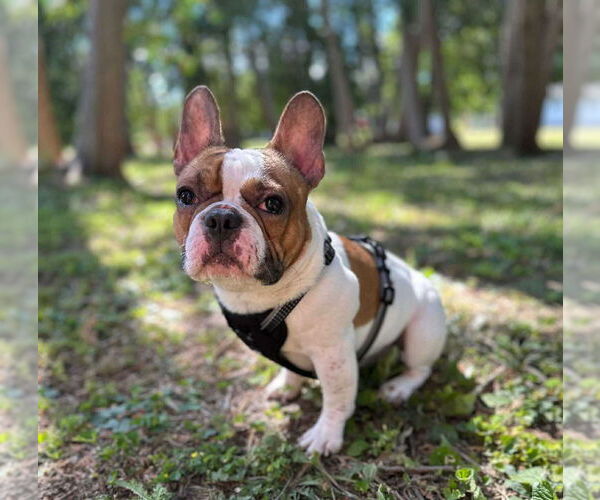 Medium Photo #1 French Bulldog Puppy For Sale in Brights Grove, Ontario, Canada