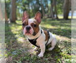 Small French Bulldog
